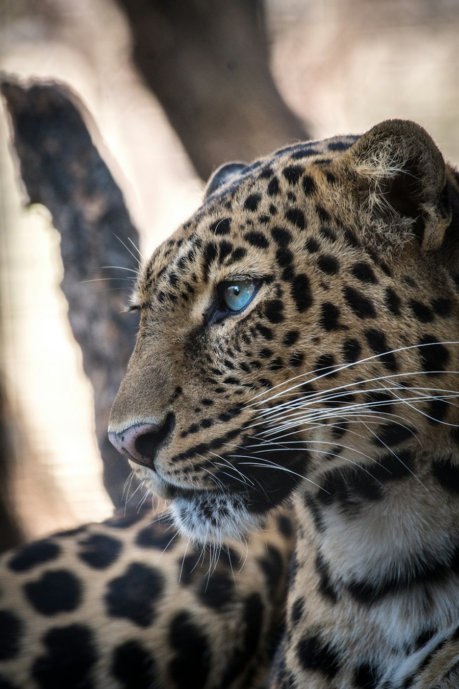 Leopard in Yala National Park